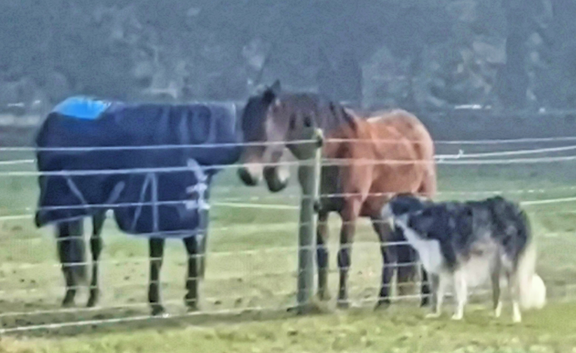https://lemis.nyc3.digitaloceanspaces.com/yvonne/Photos/20250610/big/Horses-and-Lara-2.jpeg