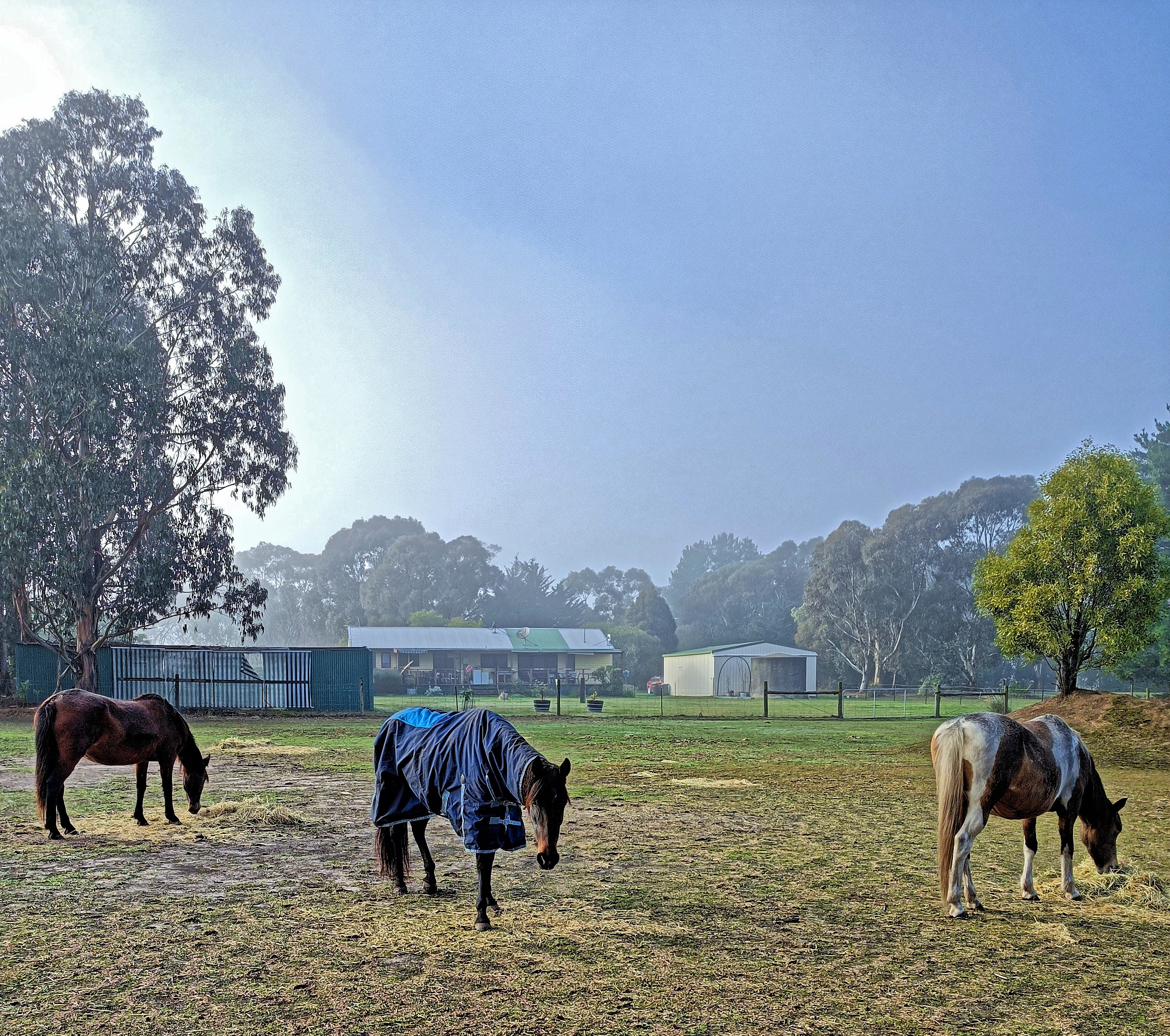 https://lemis.nyc3.digitaloceanspaces.com/yvonne/Photos/20250610/big/horses-1.jpeg
