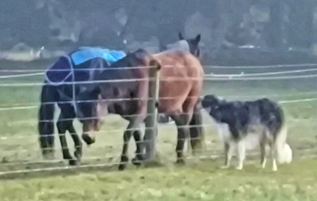 https://lemis.nyc3.digitaloceanspaces.com/yvonne/Photos/20250610/small/Horses-and-Lara-3.jpeg