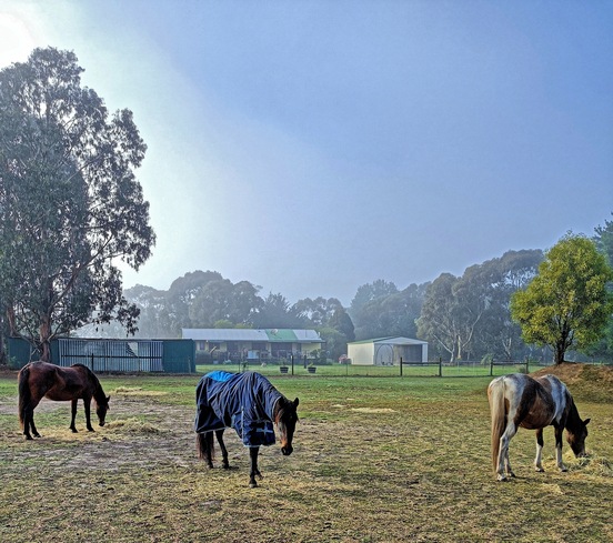 https://lemis.nyc3.digitaloceanspaces.com/yvonne/Photos/20250610/small/horses-1.jpeg