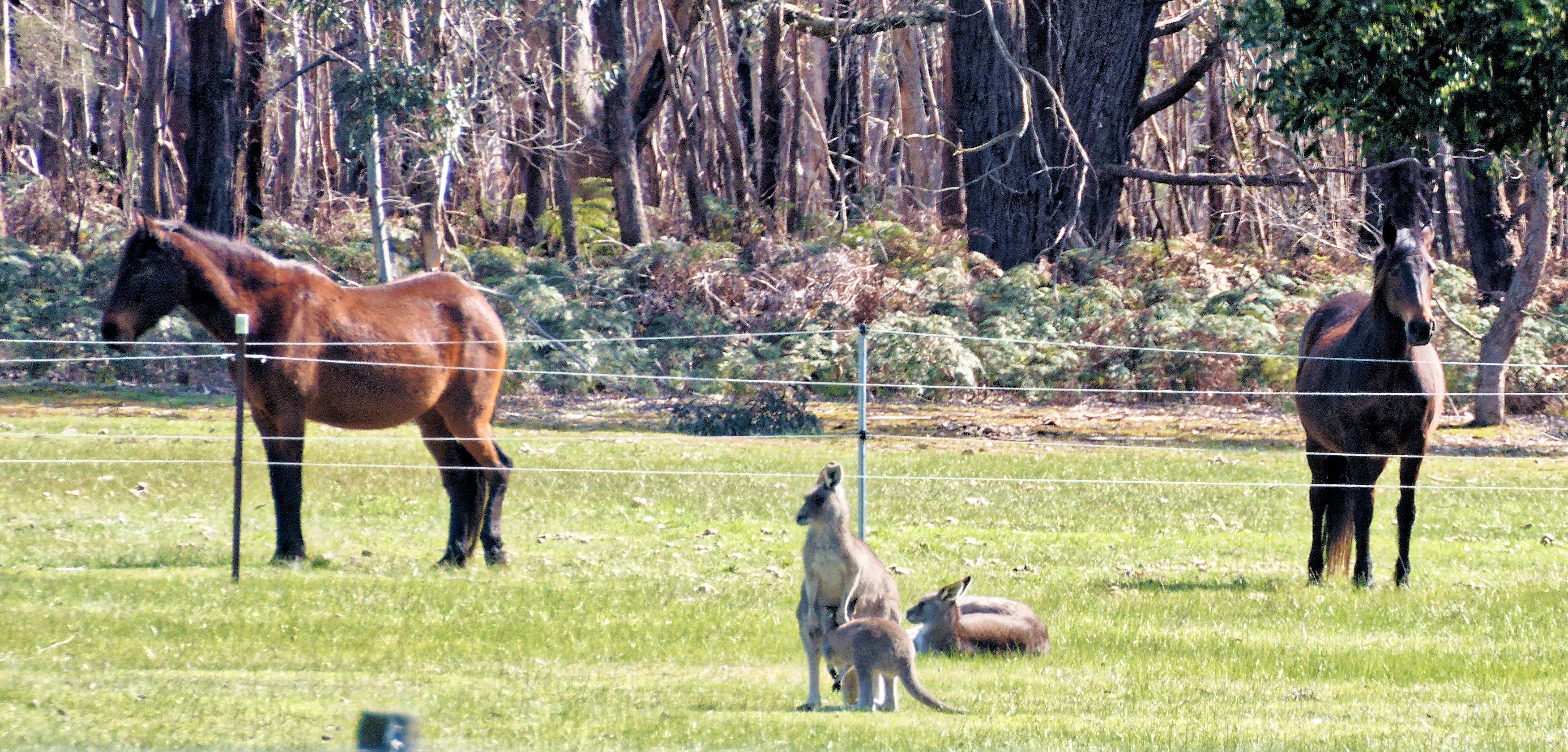 https://lemis.nyc3.digitaloceanspaces.com/yvonne/Photos/20250907/big/Horses-and-roos-1.jpeg
