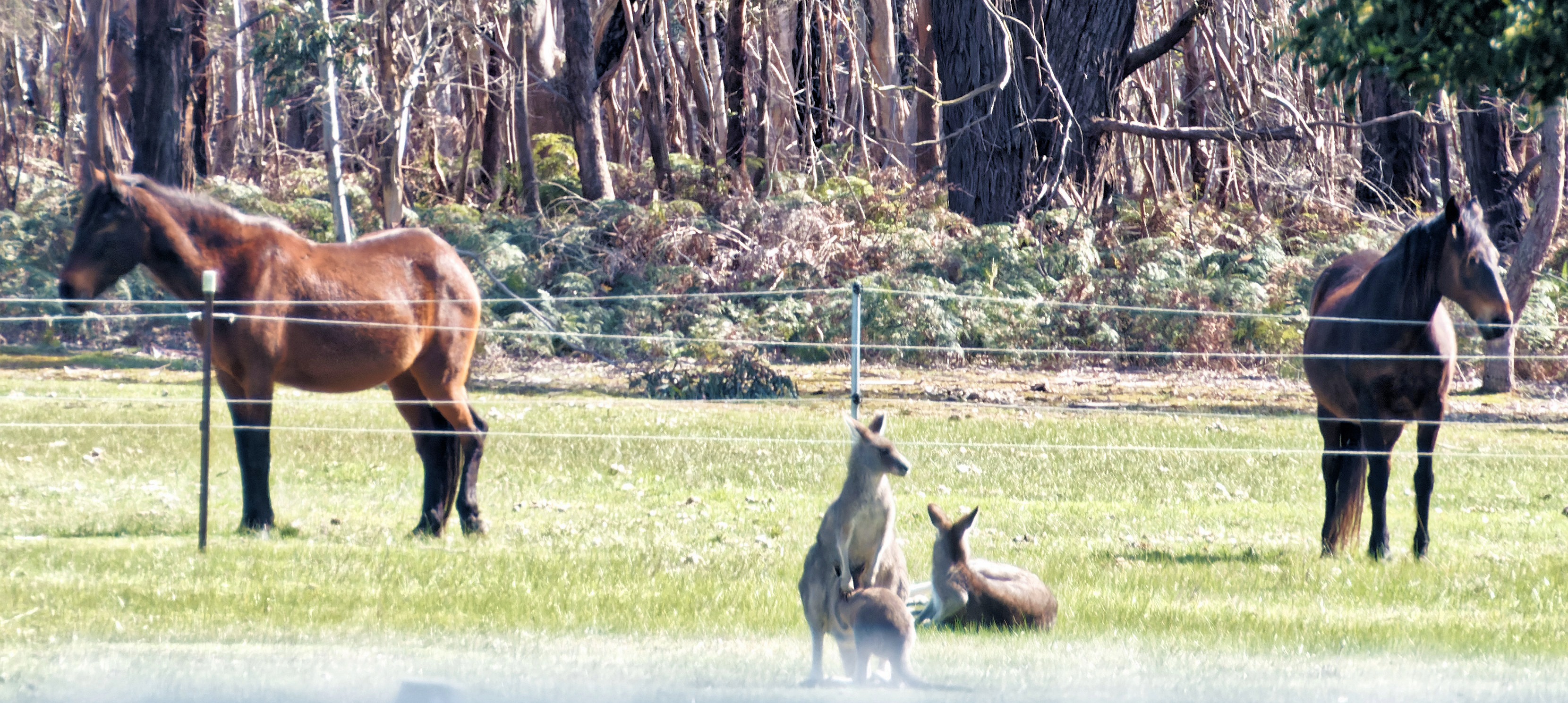 https://lemis.nyc3.digitaloceanspaces.com/yvonne/Photos/20250907/big/Horses-and-roos-3.jpeg