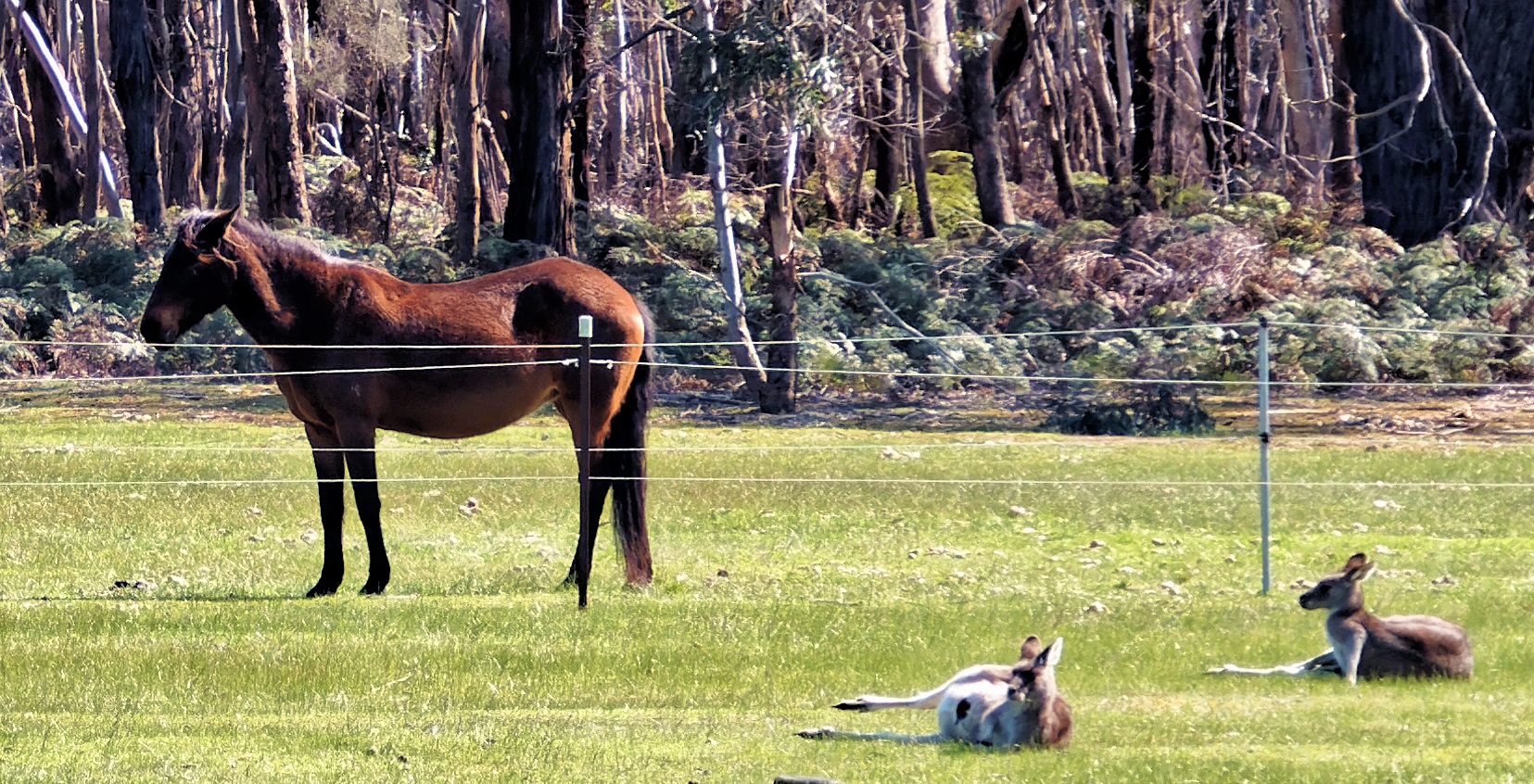 https://lemis.nyc3.digitaloceanspaces.com/yvonne/Photos/20250907/big/Horses-and-roos-4.jpeg