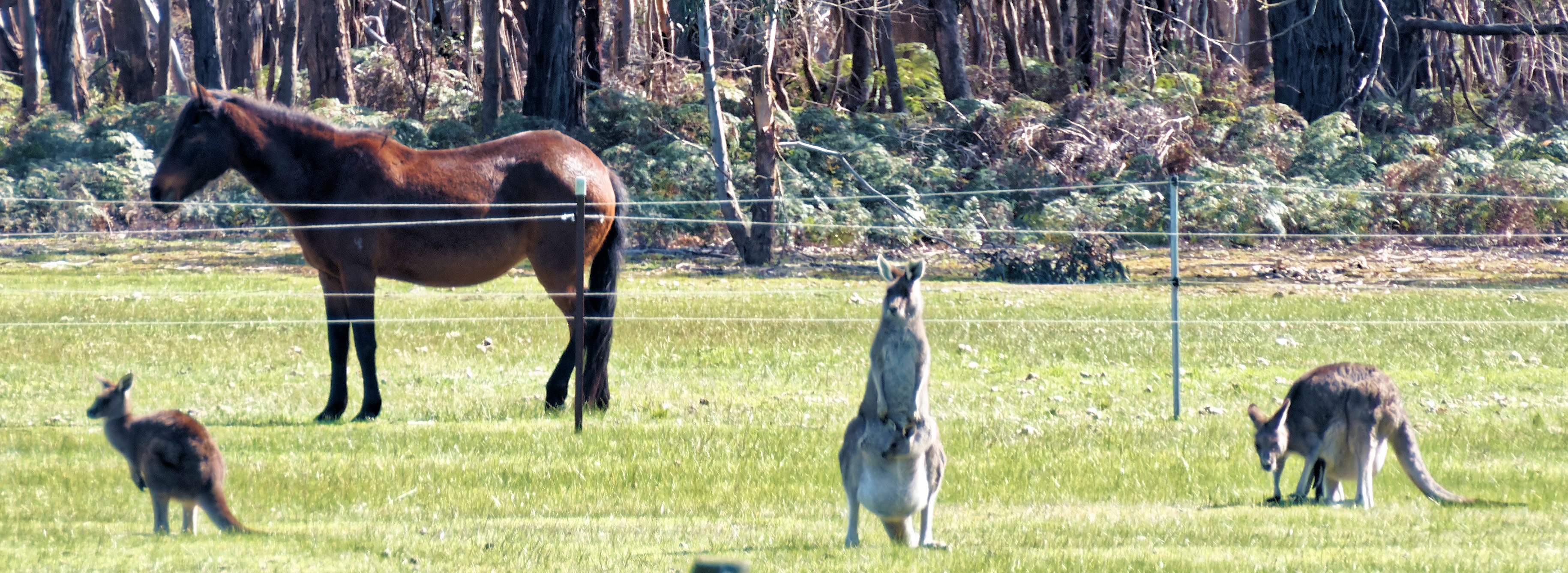 https://lemis.nyc3.digitaloceanspaces.com/yvonne/Photos/20250907/big/Horses-and-roos-7.jpeg