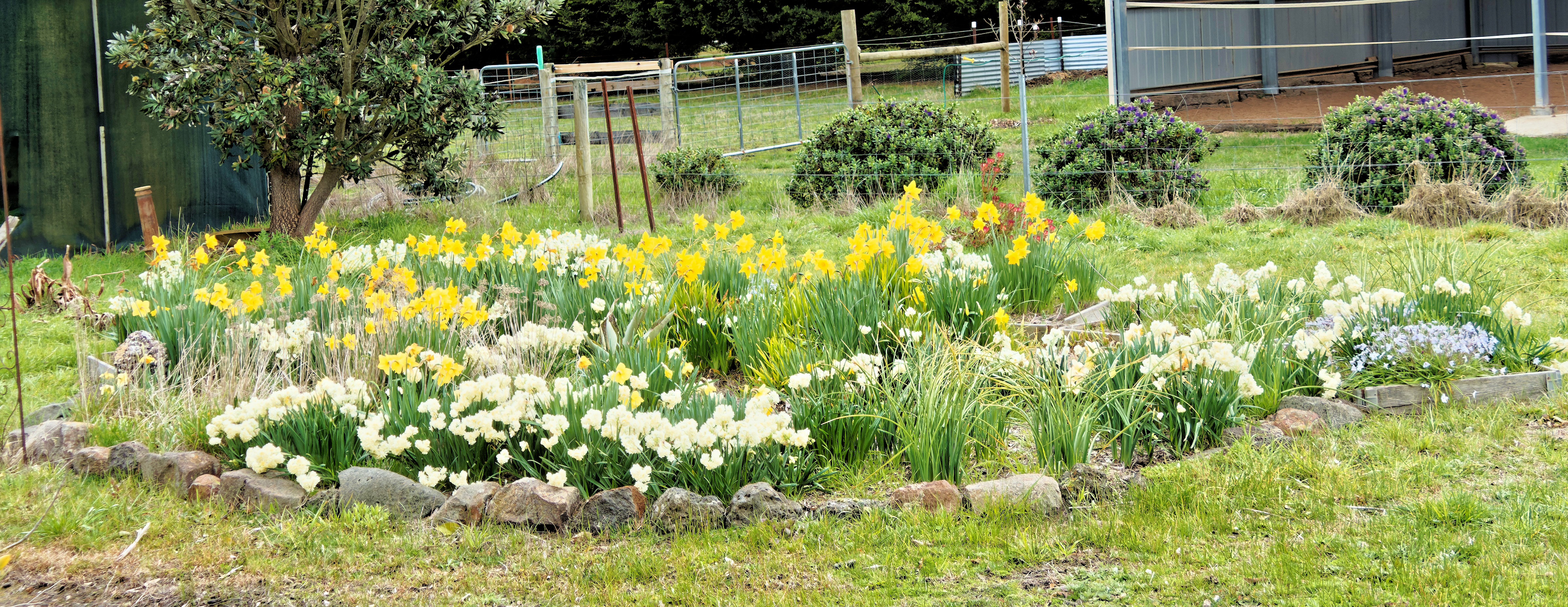 https://lemis.nyc3.digitaloceanspaces.com/yvonne/Photos/20250911/big/Daffodils-3.jpeg