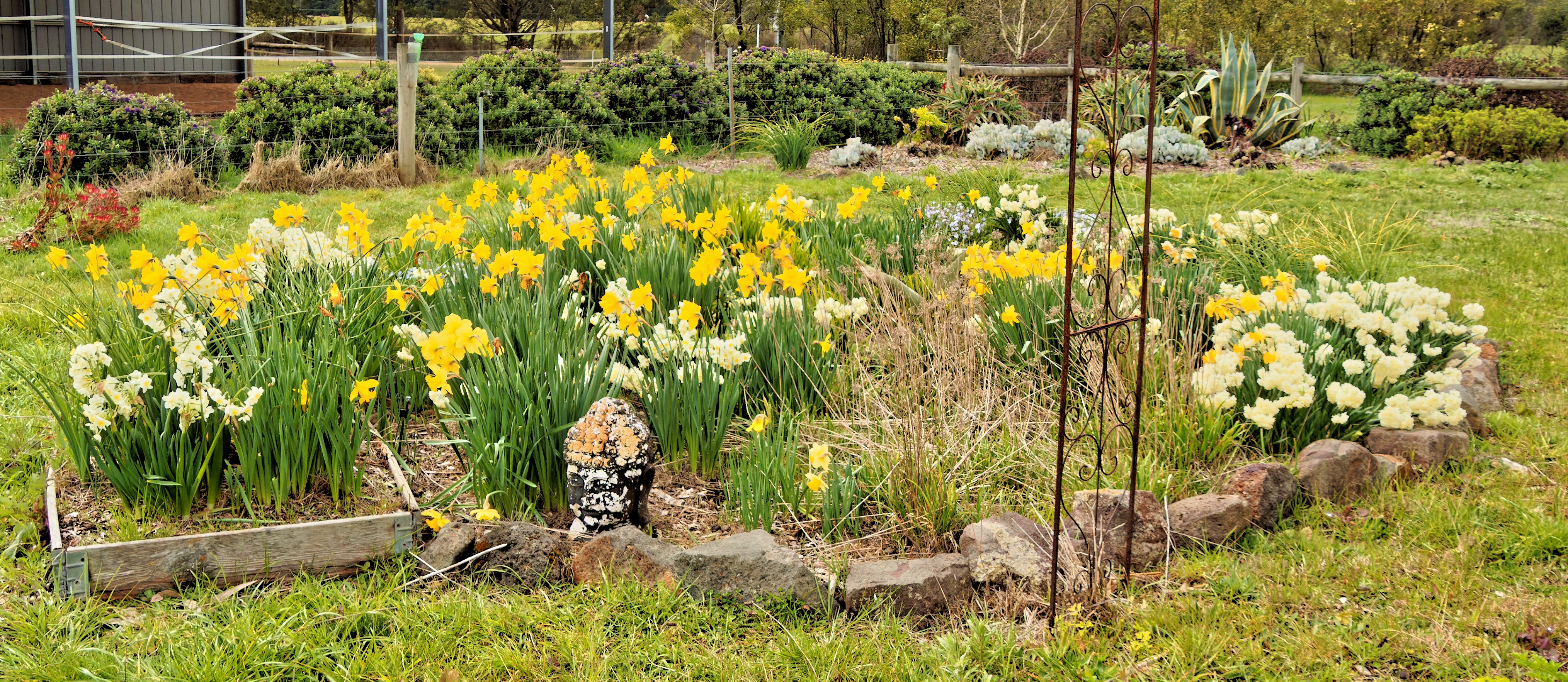 https://lemis.nyc3.digitaloceanspaces.com/yvonne/Photos/20250911/big/Daffodils-4.jpeg