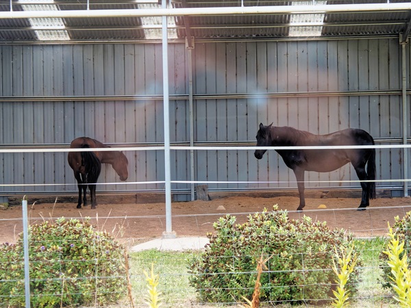 https://lemis.nyc3.digitaloceanspaces.com/yvonne/Photos/20260323/small/Samba-and-Carlotta-2.jpeg