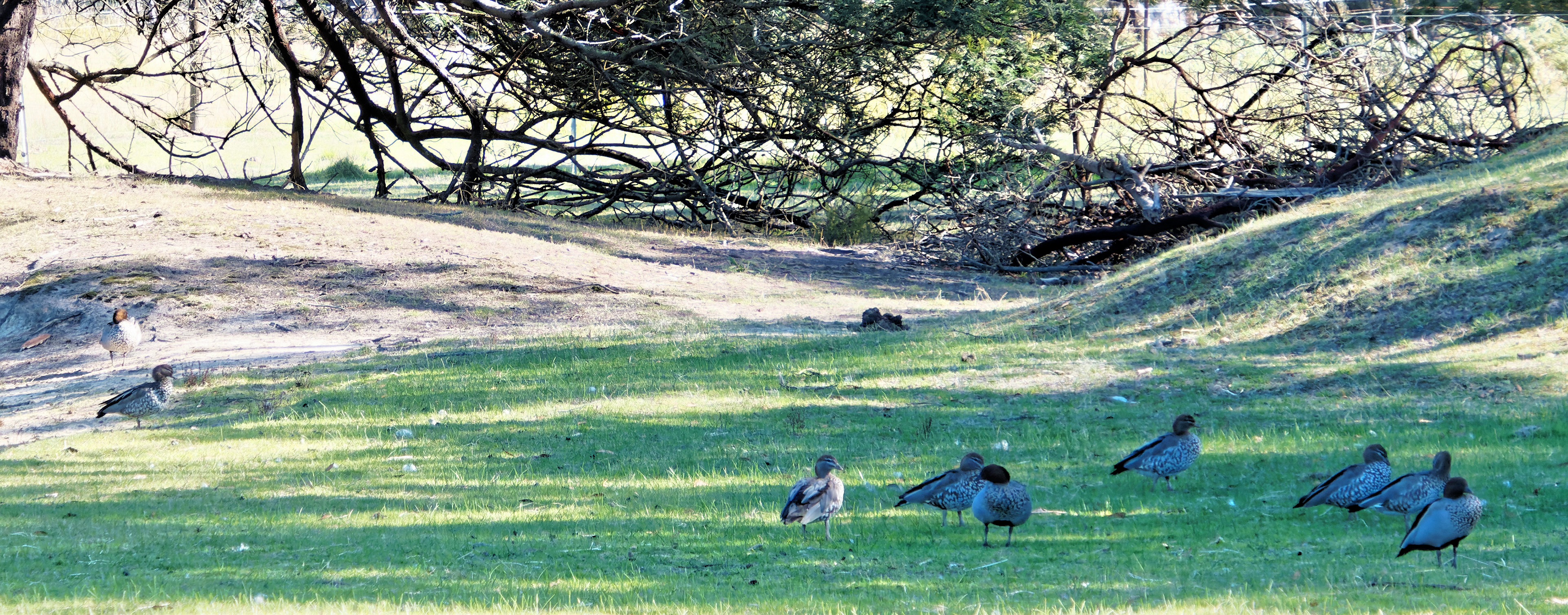 https://lemis.nyc3.digitaloceanspaces.com/yvonne/Photos/20260418/big/Ducks-1.jpeg