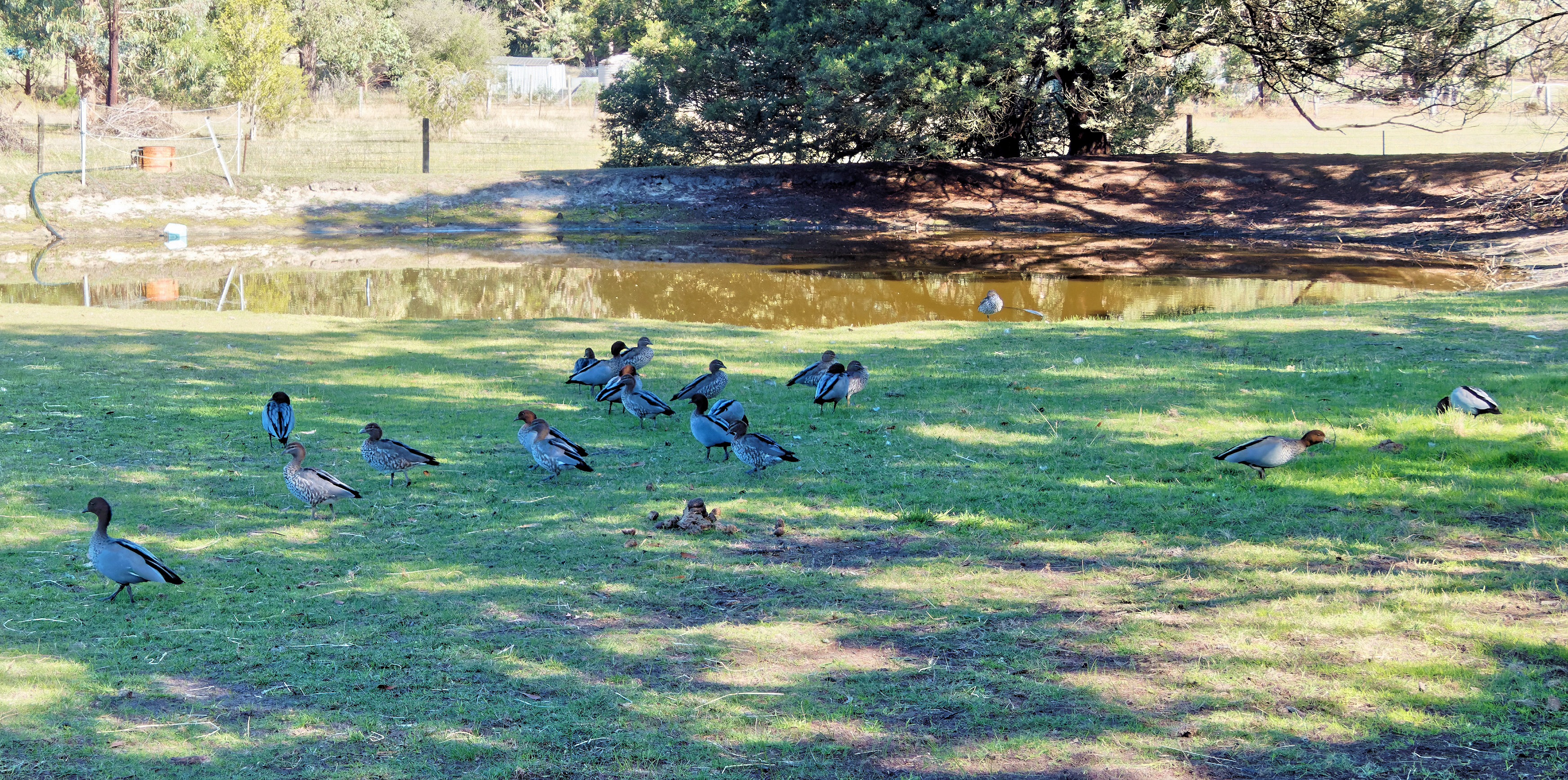 https://lemis.nyc3.digitaloceanspaces.com/yvonne/Photos/20260418/big/Ducks-4.jpeg