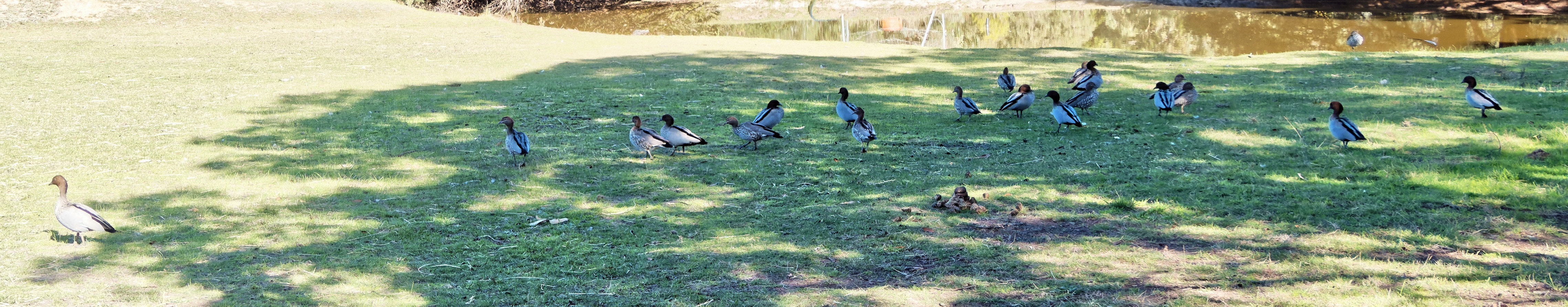 https://lemis.nyc3.digitaloceanspaces.com/yvonne/Photos/20260418/big/Ducks-5.jpeg