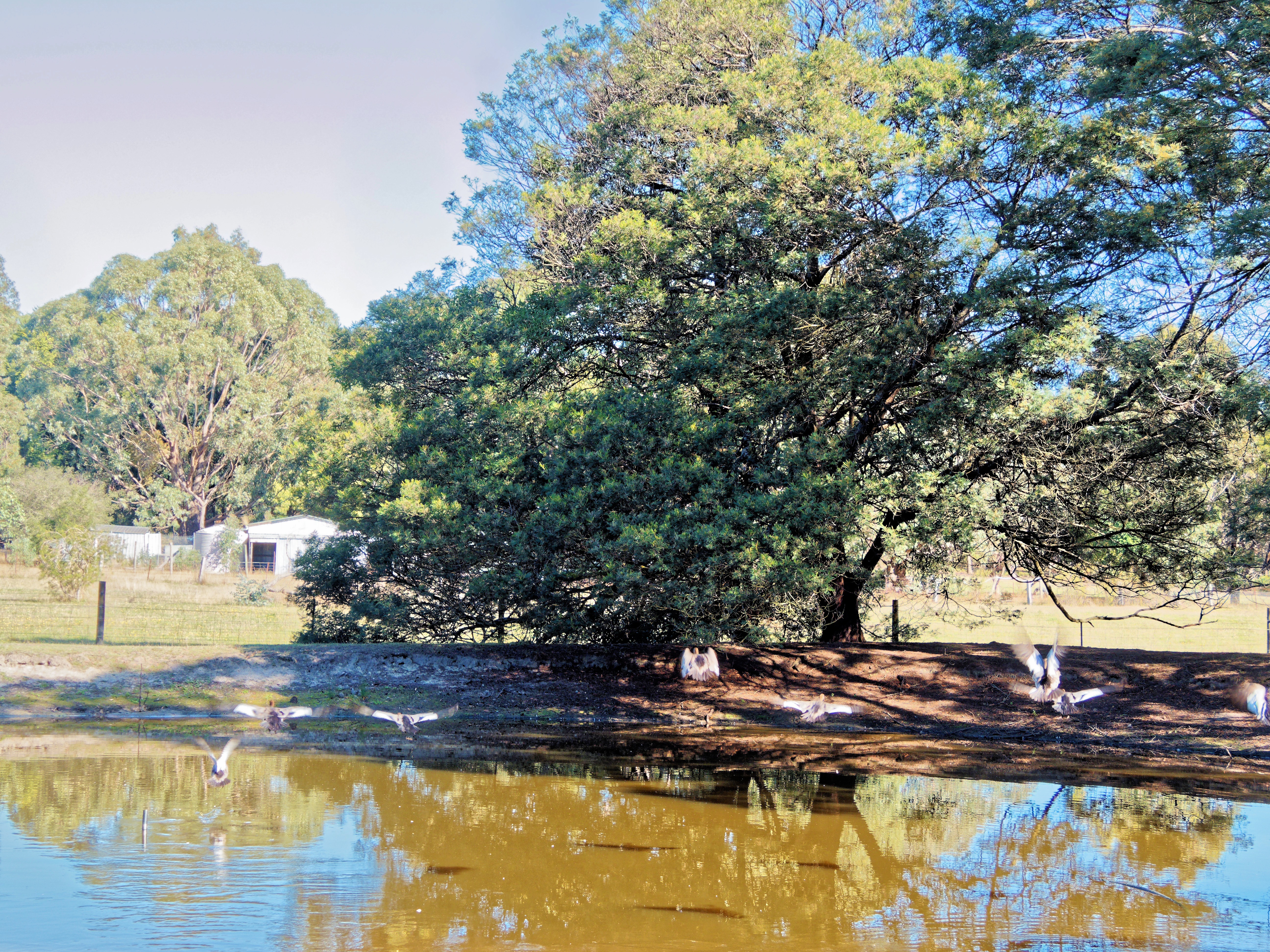 https://lemis.nyc3.digitaloceanspaces.com/yvonne/Photos/20260418/big/Ducks-9.jpeg
