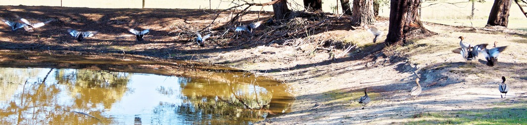 https://lemis.nyc3.digitaloceanspaces.com/yvonne/Photos/20260418/small/Ducks-11.jpeg