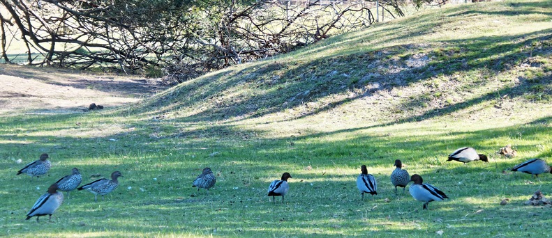 https://lemis.nyc3.digitaloceanspaces.com/yvonne/Photos/20260418/small/Ducks-2.jpeg