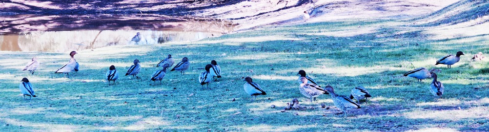 https://lemis.nyc3.digitaloceanspaces.com/yvonne/Photos/20260418/small/Ducks-3.jpeg