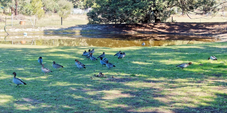 https://lemis.nyc3.digitaloceanspaces.com/yvonne/Photos/20260418/small/Ducks-4.jpeg