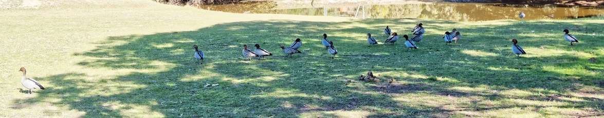 https://lemis.nyc3.digitaloceanspaces.com/yvonne/Photos/20260418/small/Ducks-5.jpeg