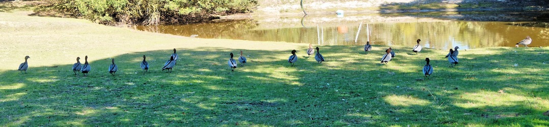https://lemis.nyc3.digitaloceanspaces.com/yvonne/Photos/20260418/small/Ducks-6.jpeg