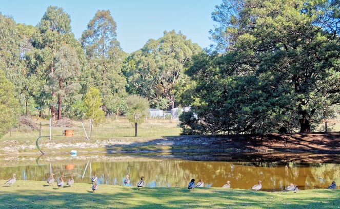 https://lemis.nyc3.digitaloceanspaces.com/yvonne/Photos/20260418/small/Ducks-7.jpeg