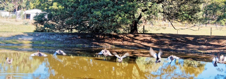 https://lemis.nyc3.digitaloceanspaces.com/yvonne/Photos/20260418/small/Ducks-8.jpeg