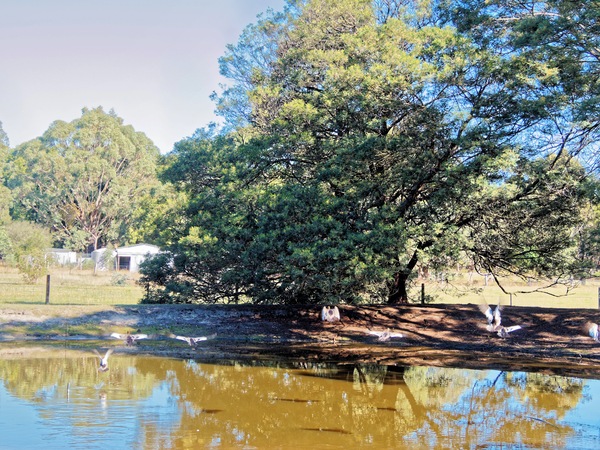 https://lemis.nyc3.digitaloceanspaces.com/yvonne/Photos/20260418/small/Ducks-9.jpeg