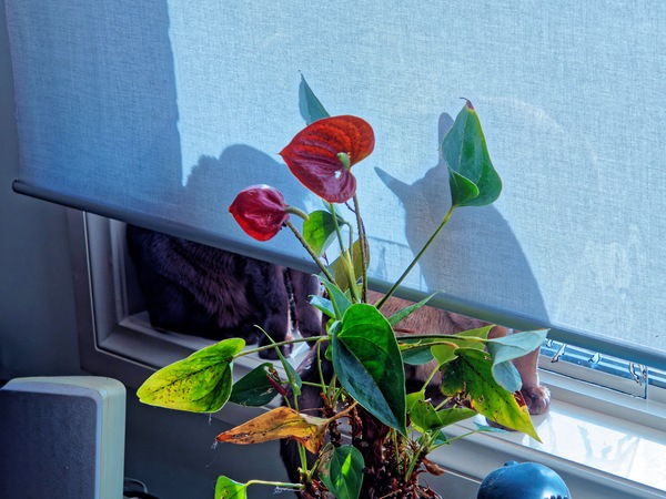 https://lemis.nyc3.digitaloceanspaces.com/yvonne/Photos/20260609/small/Mona-Bruno-2.jpeg